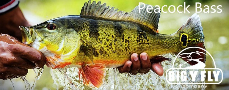 Peacock Bass — Big Y Fly Co