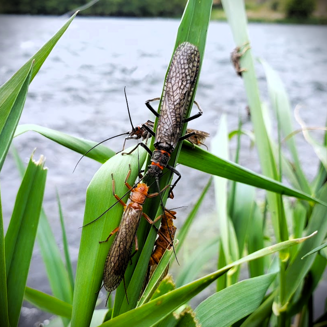 Salmonflies/Stoneflies