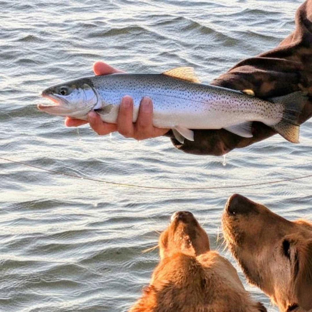 Sea Run Cutthroat