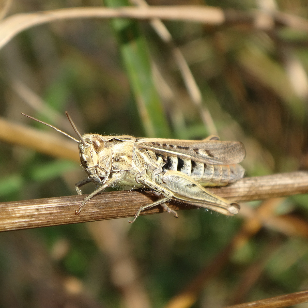 Terrestrials