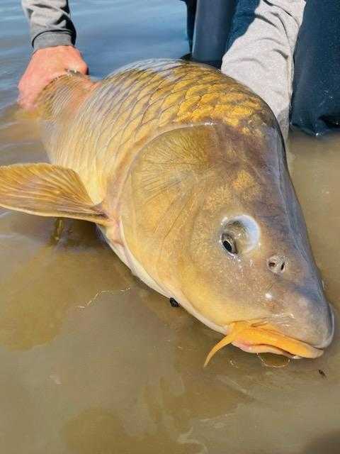 Columbia River Carp Fishing