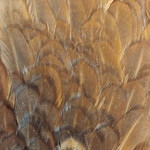 India Hen Backs--Hareline