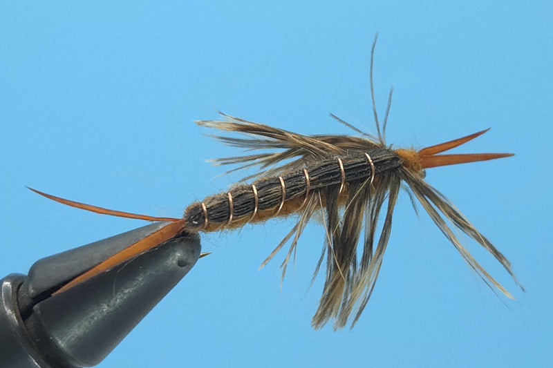 Hellgrammite Brown