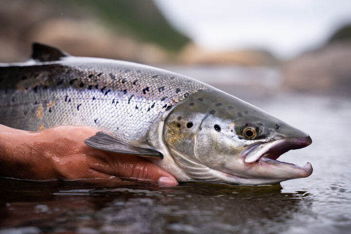 Landlocked Atlantic Salmon