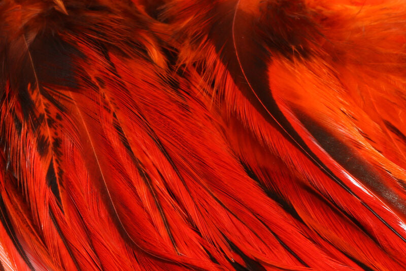 Badger Saddle Hackle - Hareline