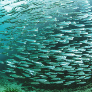 Saltwater Baitfish