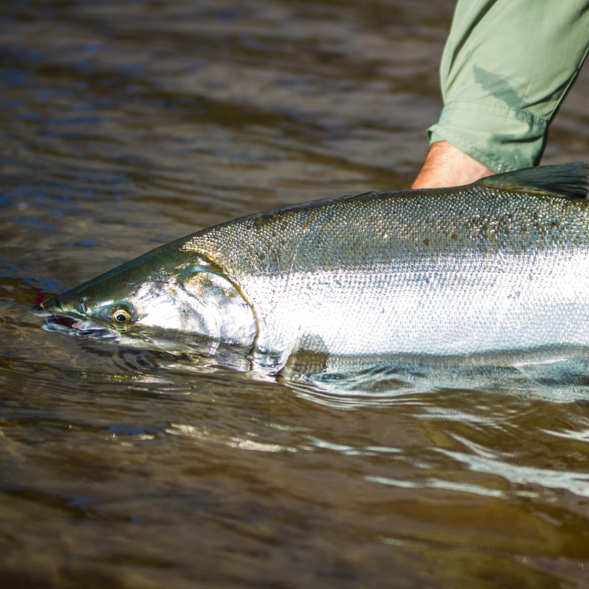 Salmon & Steelhead