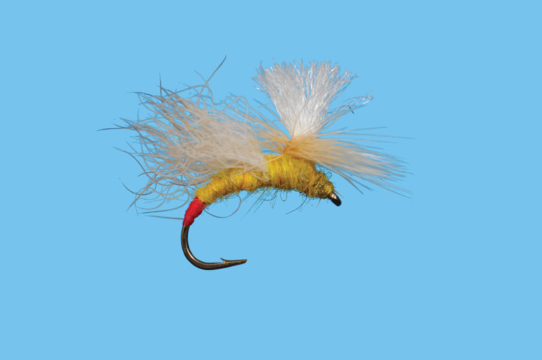 Snow Shoe Yellow Sallie - Solitude