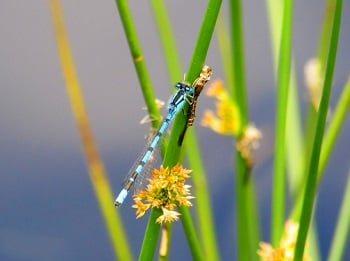 Dragons/Damsels/Crane Flies