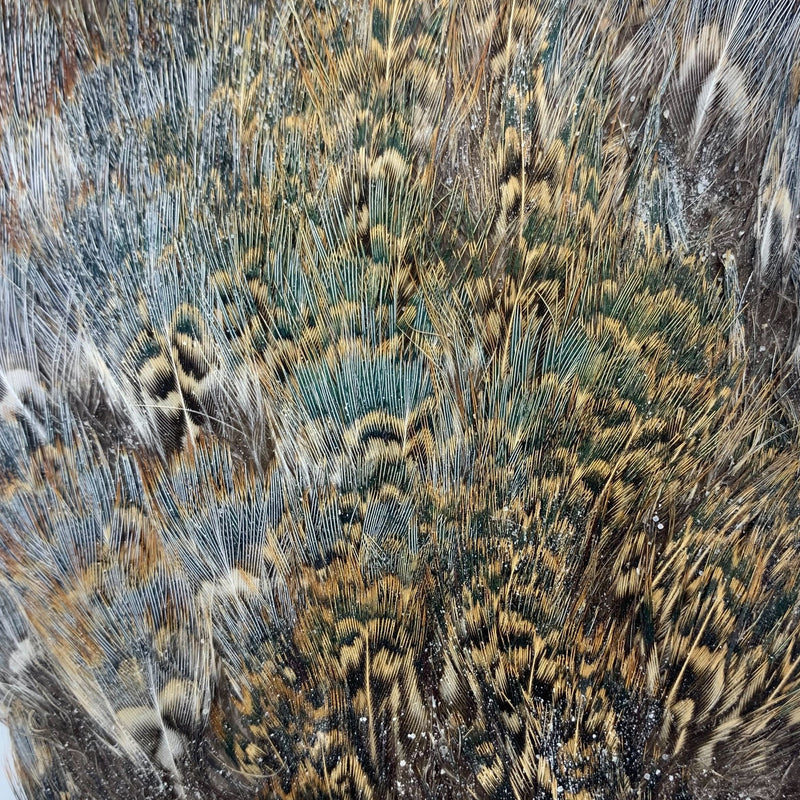 Ringneck Pheasant Rump Patch--by Fish Hunter
