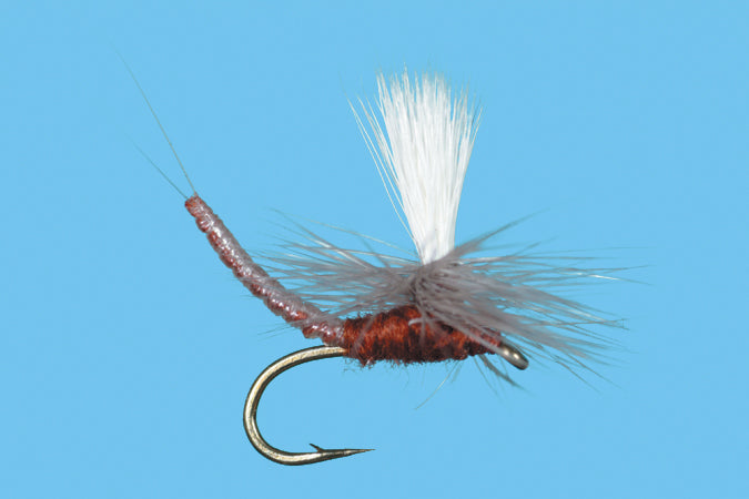 Parachute Extended Body Mahogany - Solitude