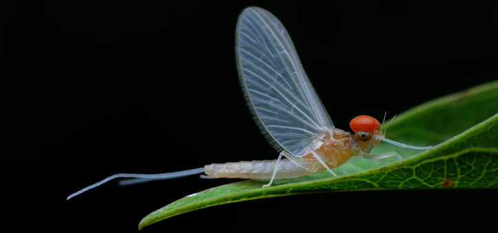 Mayflies