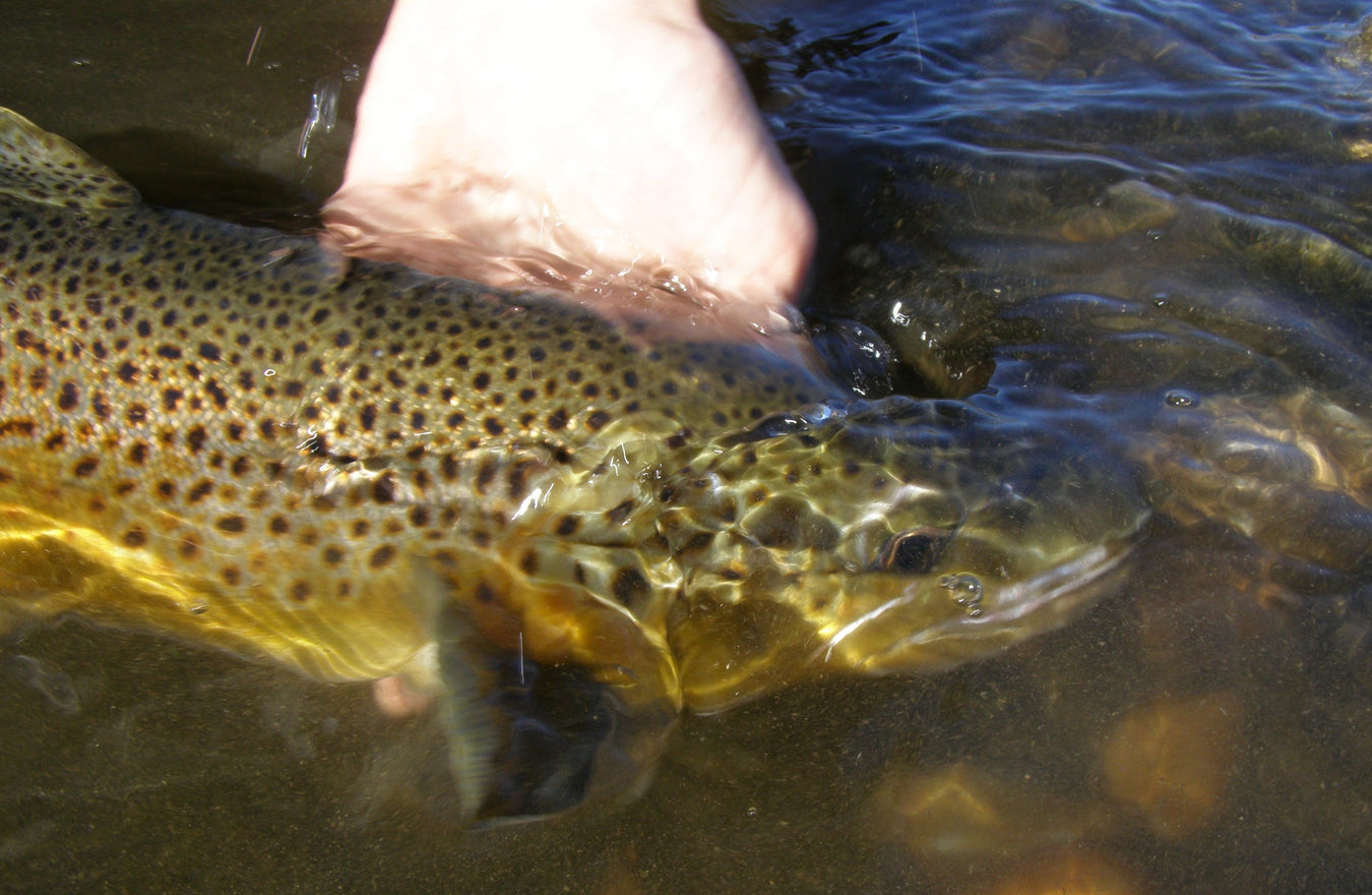Brown Trout