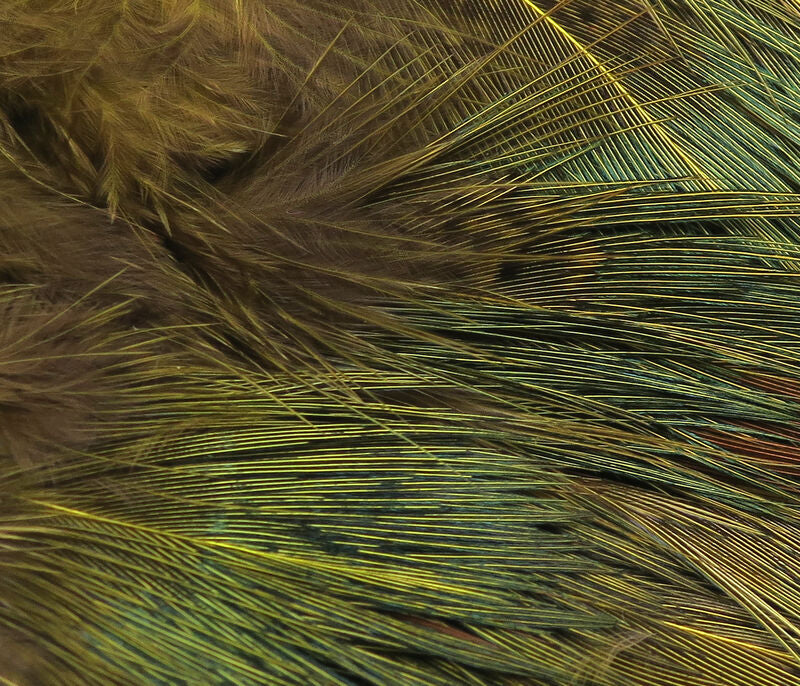 Strung Ringneck Pheasant Rump--Hareline