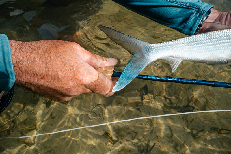Sage Signal Fly Rod