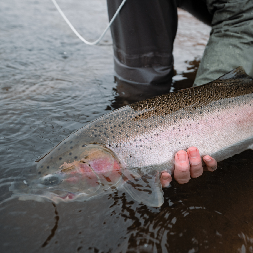 Great Lakes Steelhead