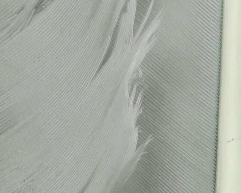 Turkey Biots--Hareline