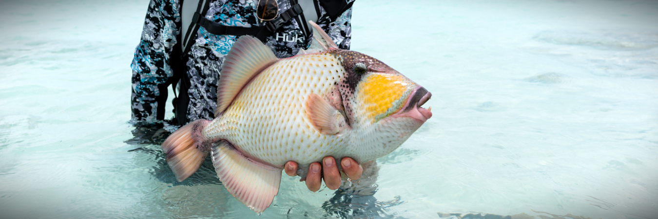 Triggerfish Flies
