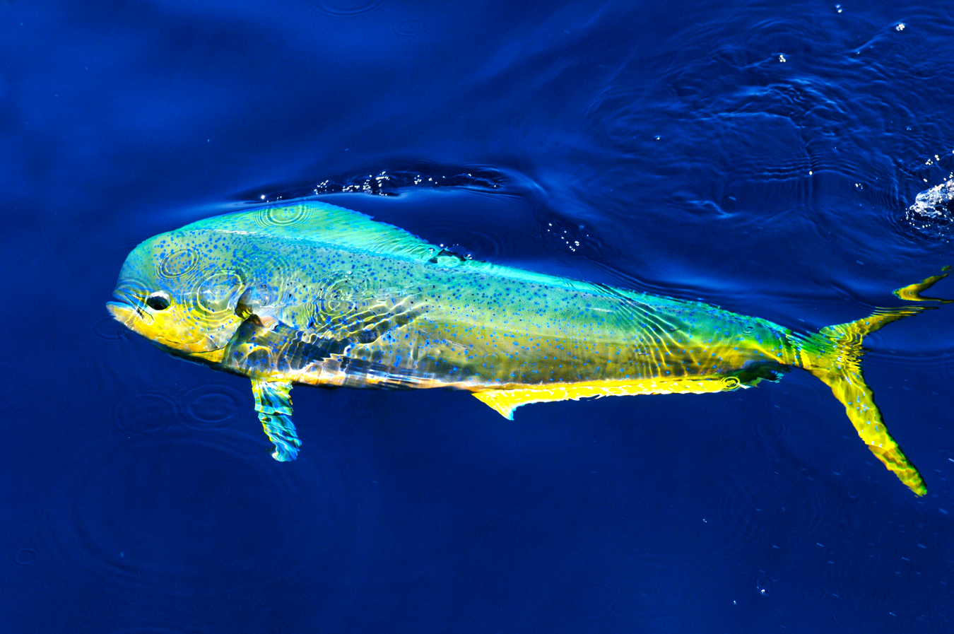 Marlin