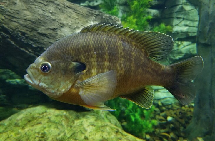 Panfish
