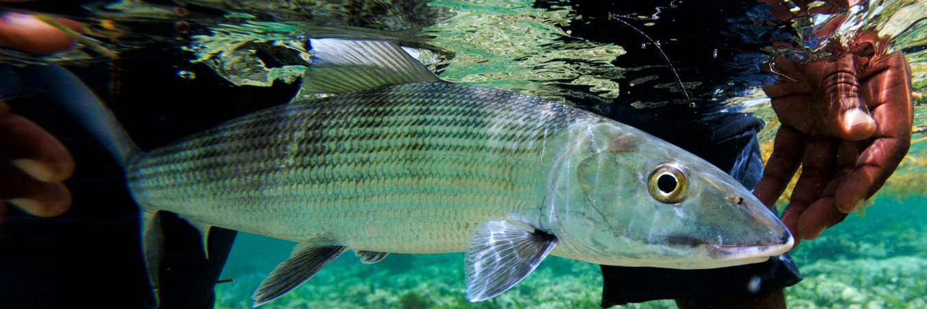 Bonefish Flies