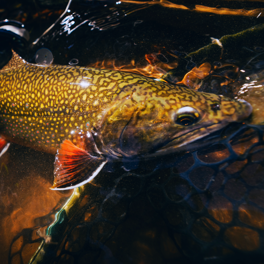 Brook Trout
