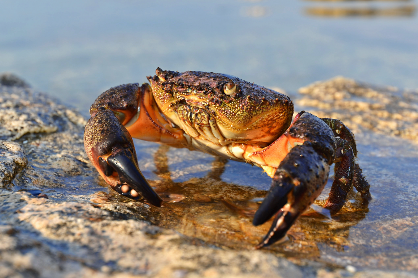 Crabs
