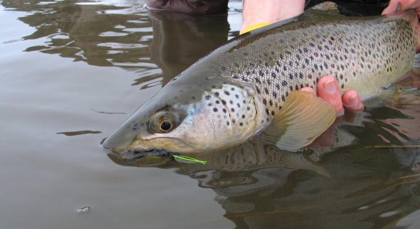 Brown Trout