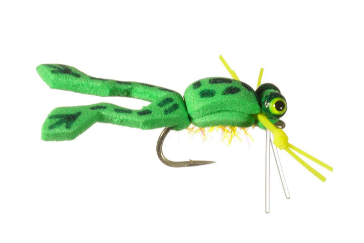 Ward's Froglet - Rainy's