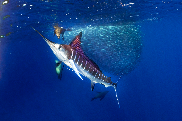 Marlin