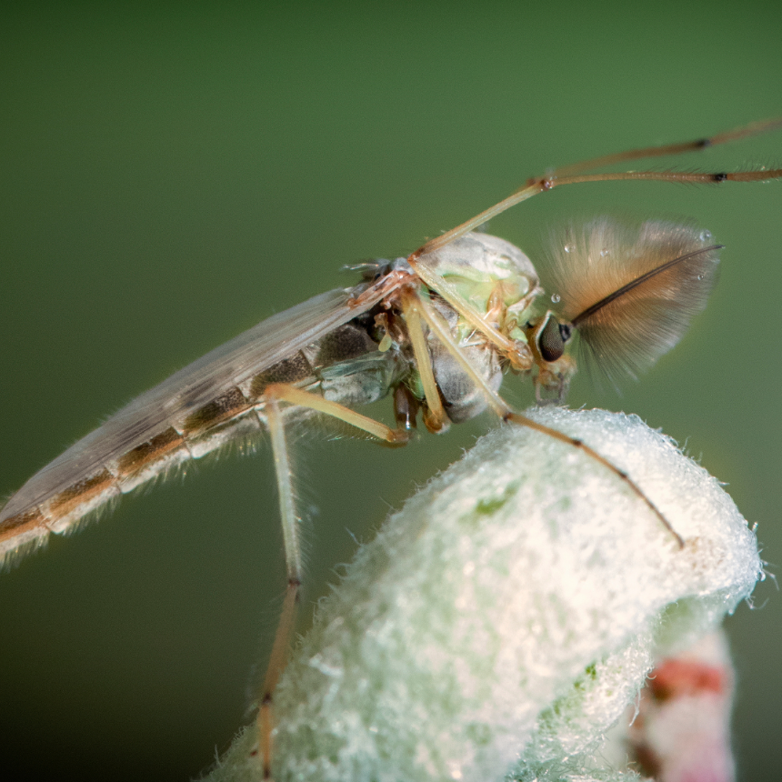Midges and Chironomids