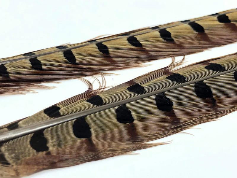 Ringneck Pheasant Tail Feathers--Hareline