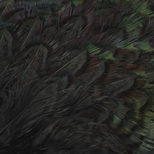 Ringneck Pheasant Rump Patch--by Fish Hunter