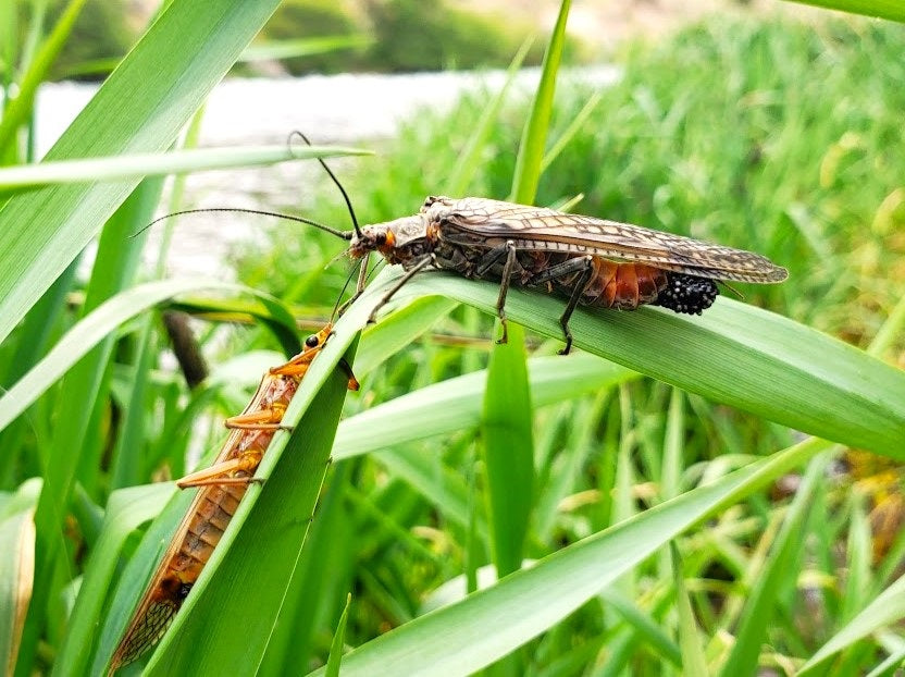 deschutes salmonfly stonefly