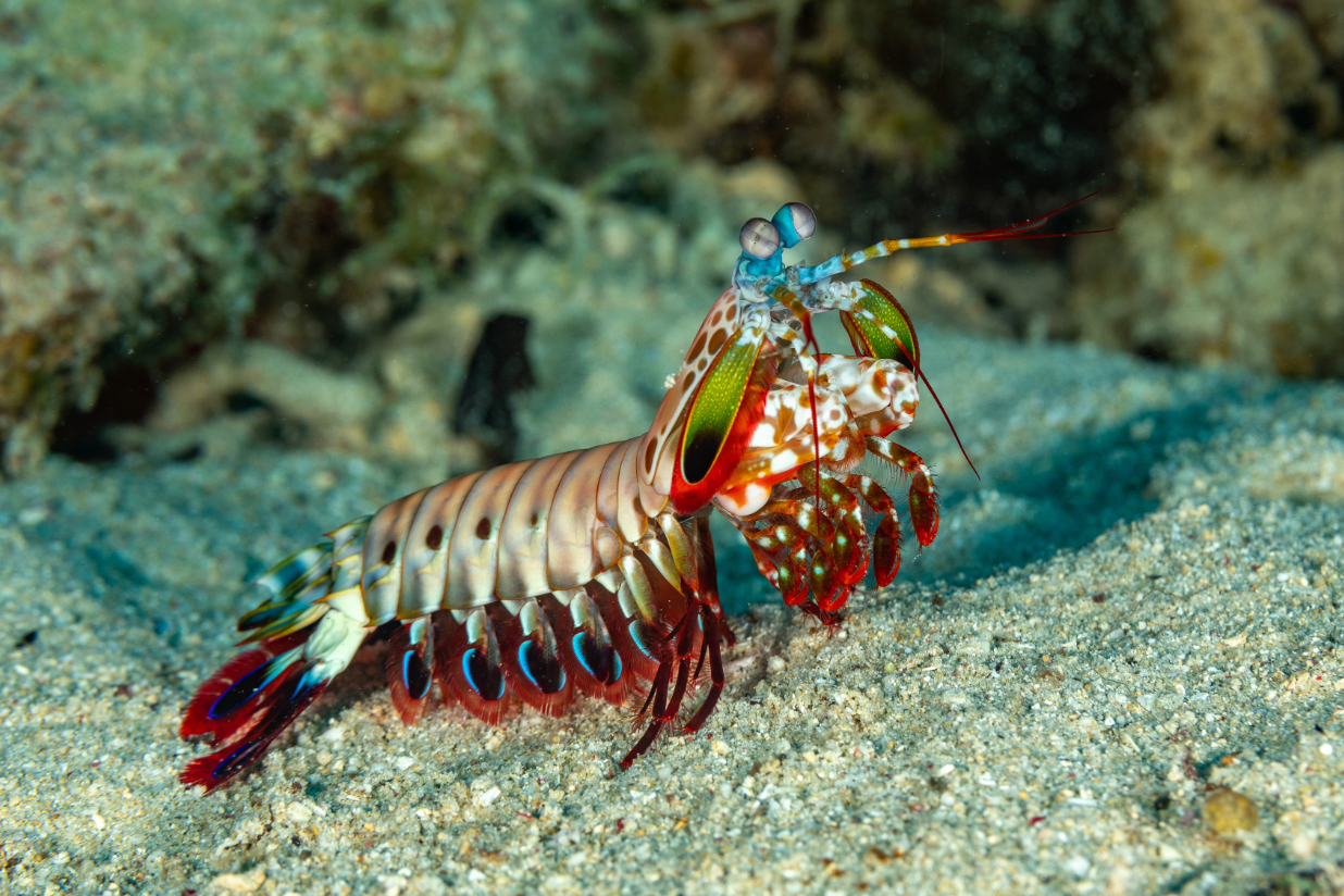 Shrimp