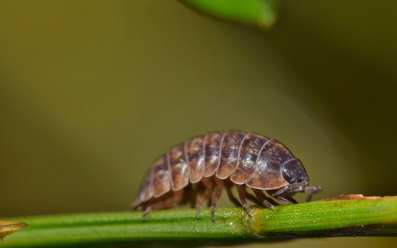 scud sow bug