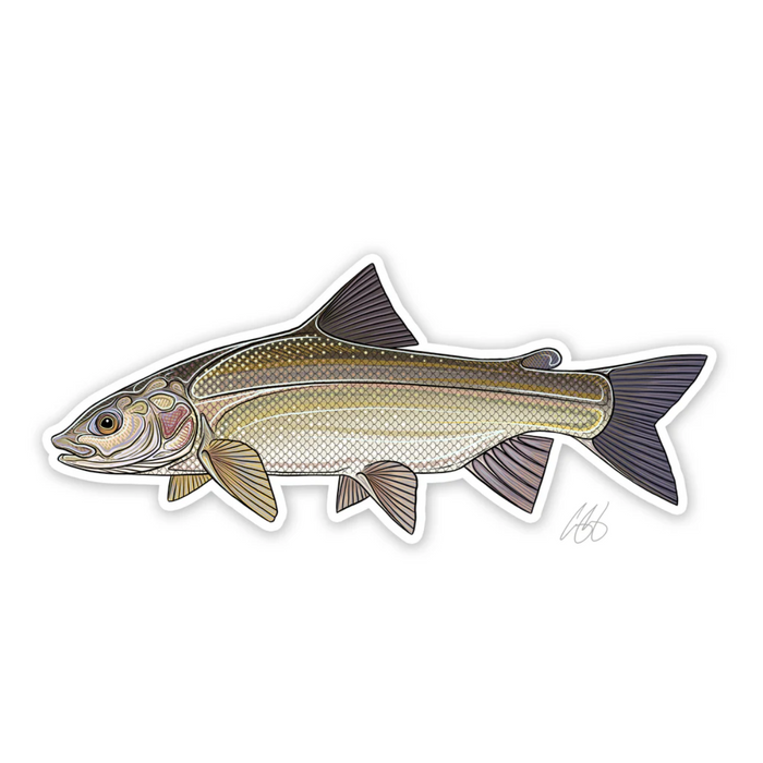 Casey Underwood Artwork - Whitefish Decal