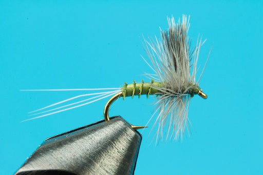 CDC Biot Thorax Dun - Image source: Big Y Fly Co