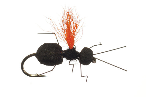 Carpenter Ant - Rainy's