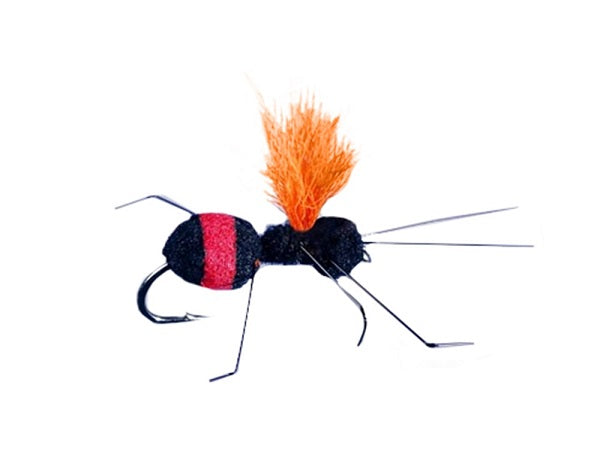 Carpenter Ant Red Butt - Rainy's