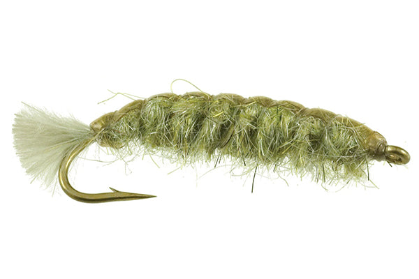 Cranefly Larva Barr's--Umpqua