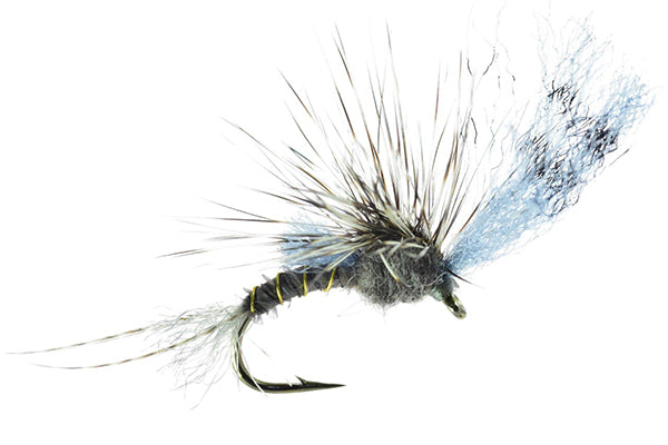 Film — Big Y Fly Co