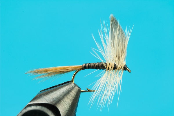 Ginger Quill