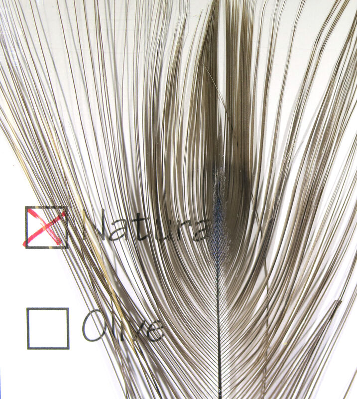 Stripped Peacock Eye--Hareline