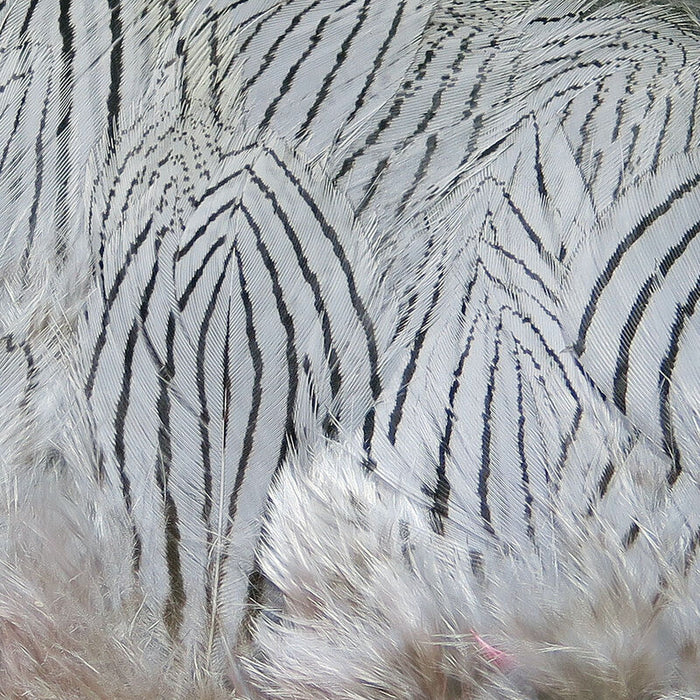 Strung Silver Pheasant Body Feathers--Hareline