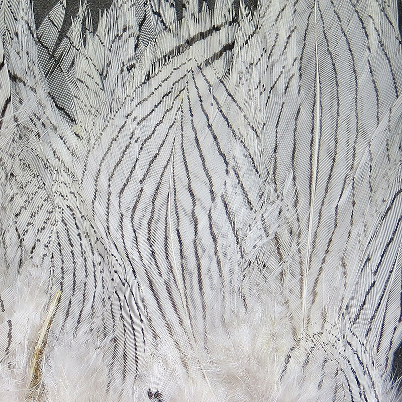 Strung Silver Pheasant Body Feathers--Hareline