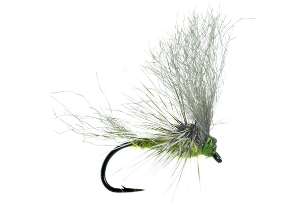 Morrish's May Day - Umpqua
