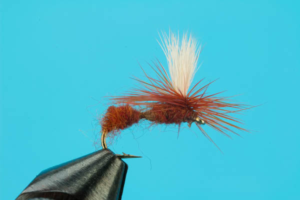 Parachute Ant