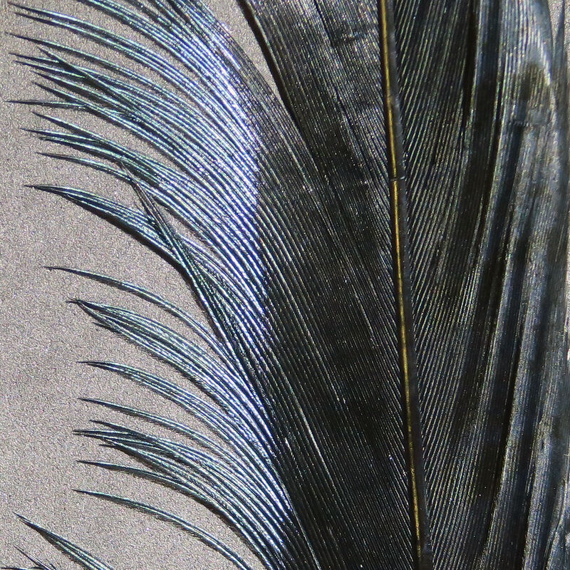 Ringneck Pheasant Tail Feathers--Hareline