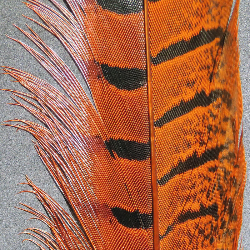 Ringneck Pheasant Tail Feathers--Hareline